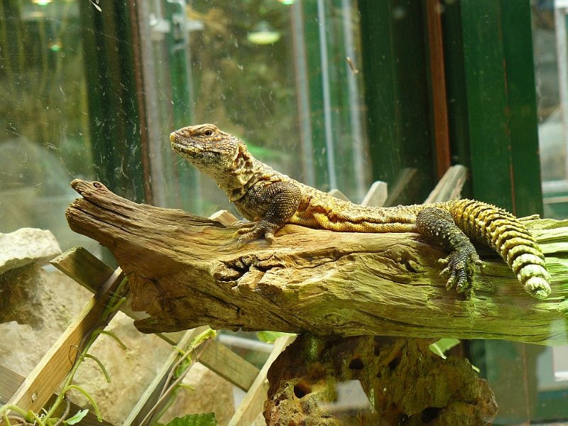 2008 05 Séjour à Martel 79